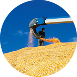 man standing in a grain field next to a machine